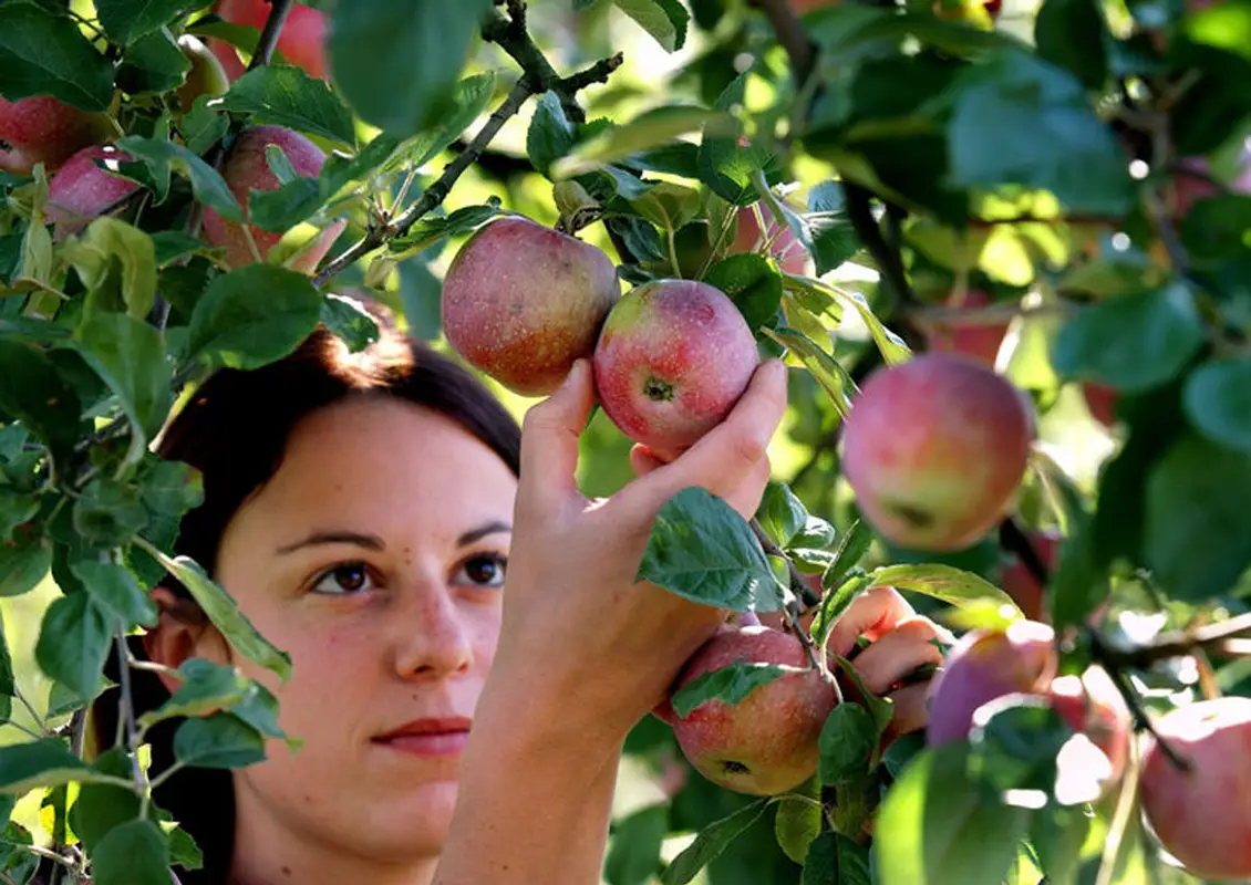 Beruf Obstfachmann/Obstfachfrau EFZ