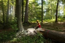 Formation de Praticien/ne forestier/ière AFP - Trouver une situation professionnelle, un salaire et une formation continue, un stage et une place d'apprentissage libre pour 2026.